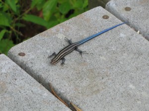 Salamander?