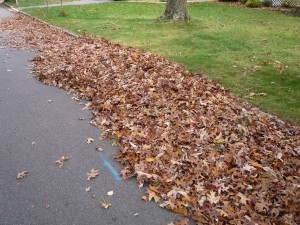 Leaves at curb for collection Vienna VA