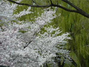 Cherry Blossom Washington DC
