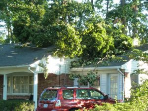 Tree toppled during Hurricane Irene Vienna VA
