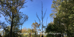 new trees planted Vienna VA