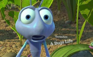 wdi report termites